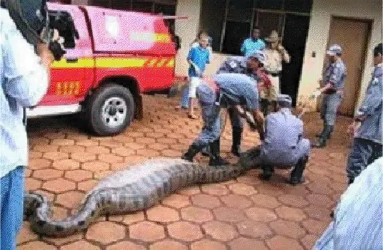 Una anaconda se comió a un político brasileño