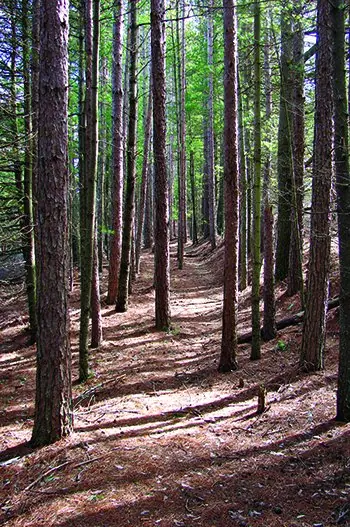 Caminar: una meditación ambulante para el hombre actual