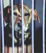Maltrato animal...[Tomemos conciencia]