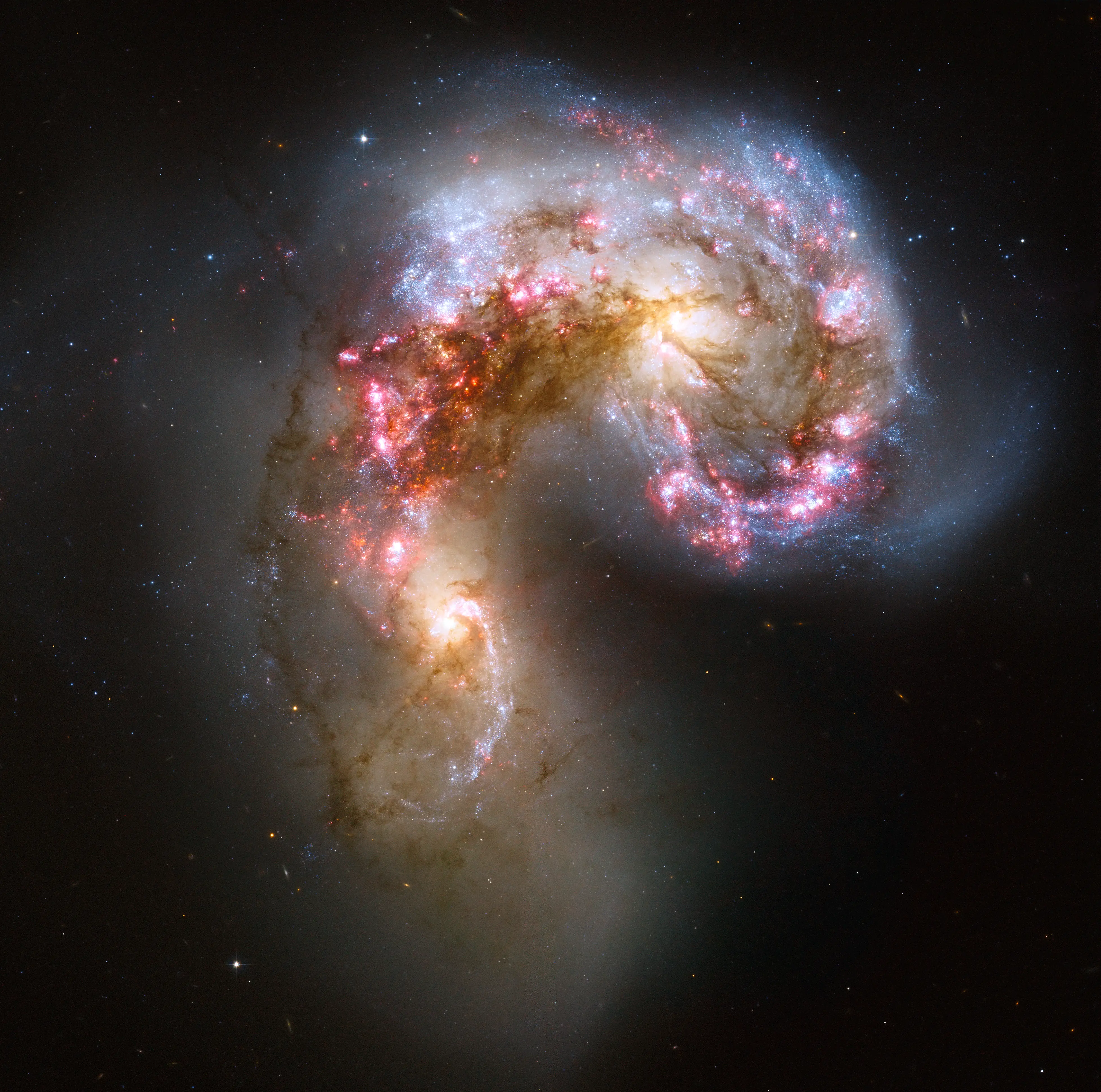 cosmos