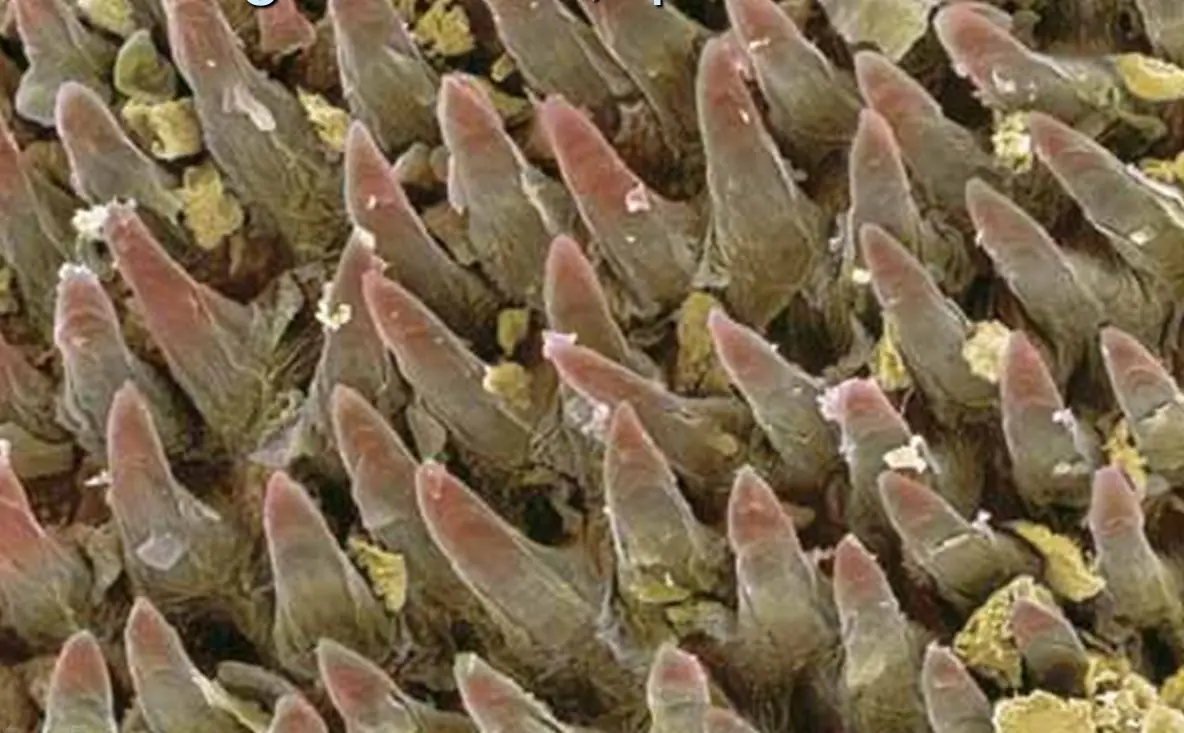 papilas