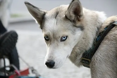 Porque los Perros nos miran a los ojos siempre ?