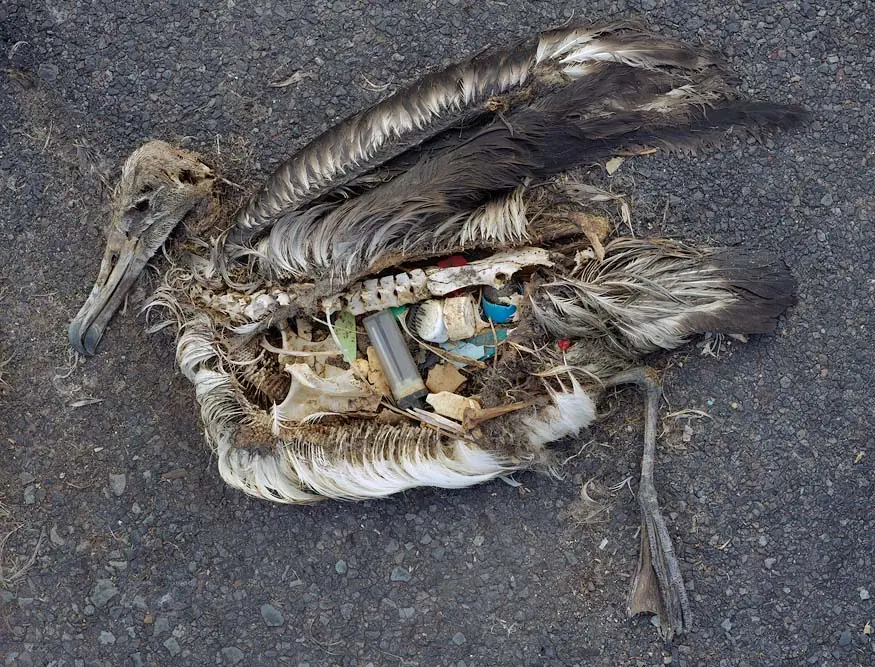 Aves de isla inhabitada mueren por basura