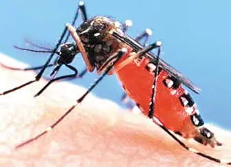 El dengue y Como prevenirse