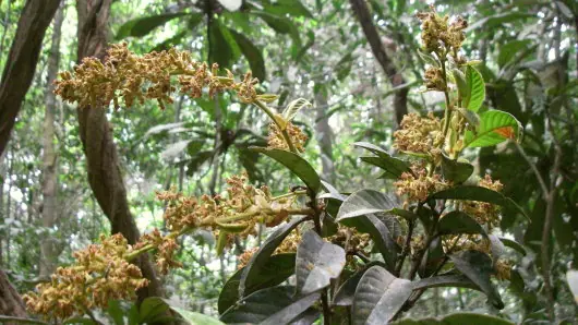 (Recomendado)El Magnistipula multinervia ,un árbol especial