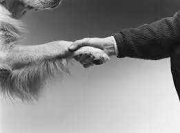 25 Cosas interesantes sobre los perros !