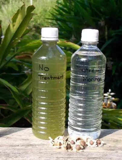 La Moringa: el arbol que purifica el agua