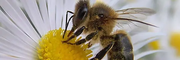 La desaparición de las abejas es igual a la extinción huma