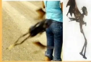 Misteriosa Criatura Voladora aparecida en MEXICO