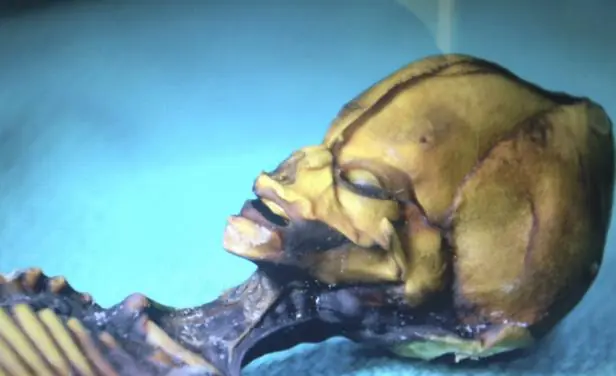 Develan el misterio sobre momia de aspecto extraterrestre