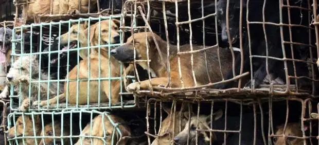 los perros a punto de extinguirse en tailandia