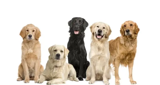 5 cosas que no sabías sobre los perros