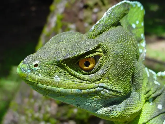 El Basilisco: El animal que camina sobre el agua