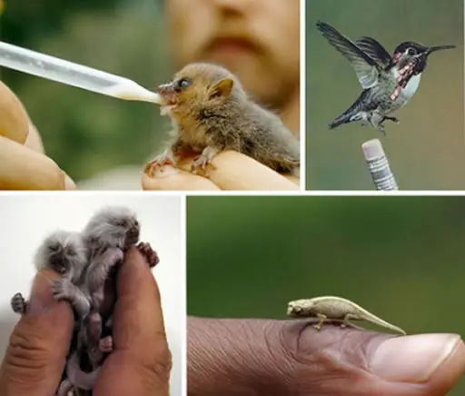insectos