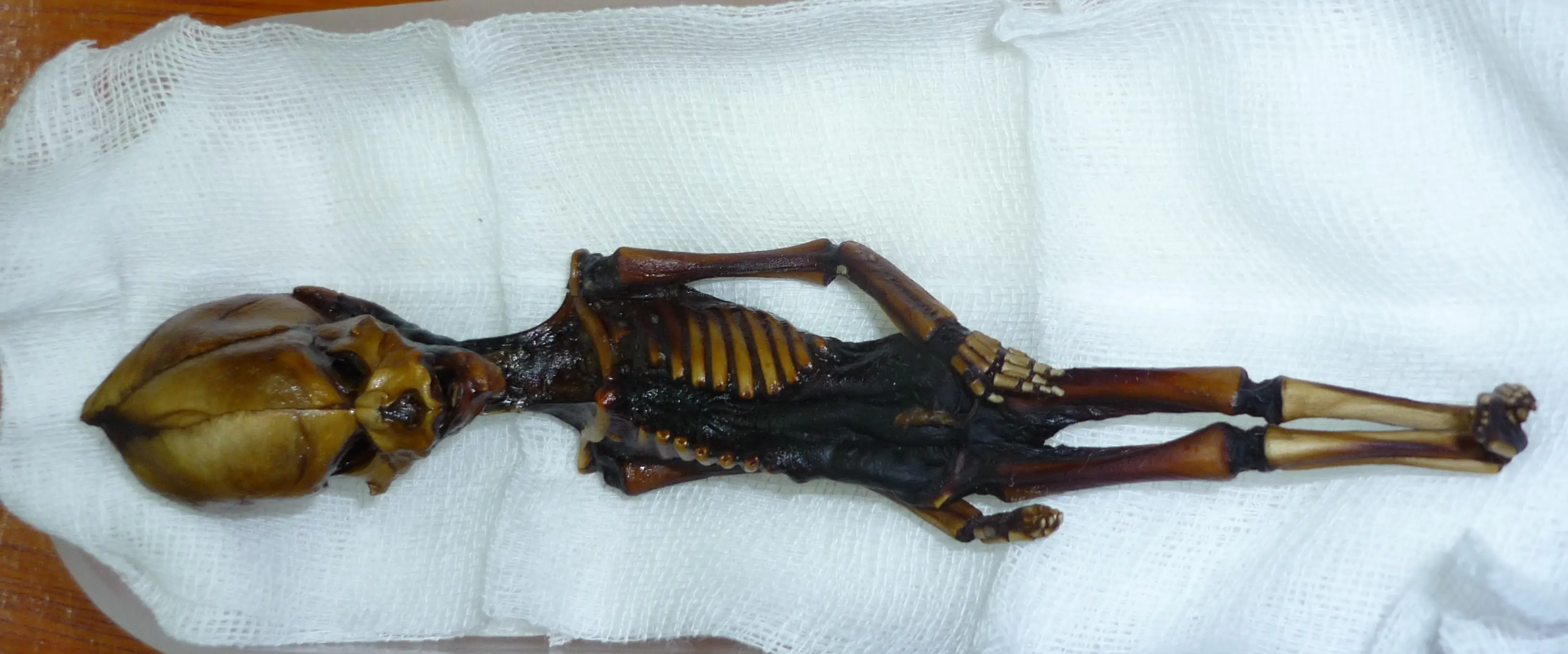 El humanoide de Atacama tiene ADN humano