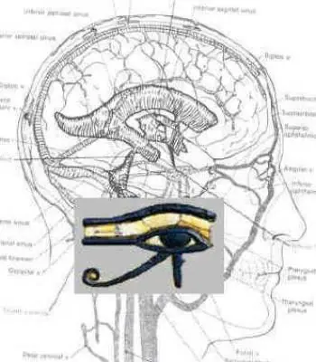 El poder de la glándula pineal