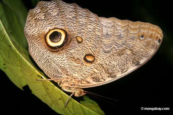 Las Extraordinarias Mariposas