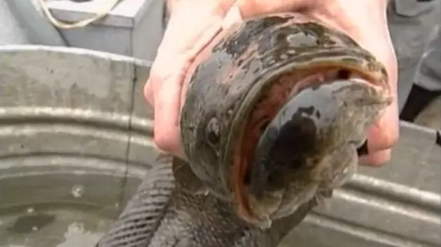 Un dañino pez capaz de vivir fuera de agua amenaza al ecosi