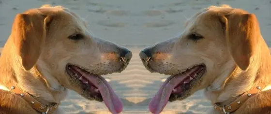 Curiosidades Caninas!