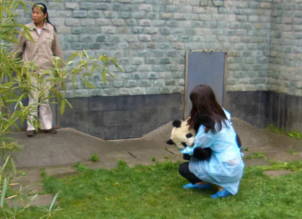 Brindan atención psicológica a pandas chinos por terremoto