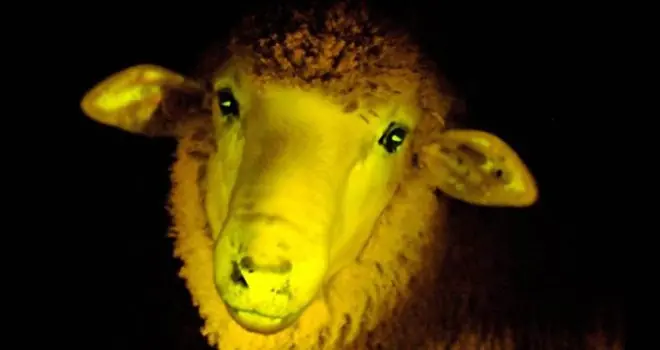 Científicos uruguayos crean ovejas q brillan en la oscurida