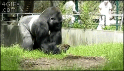 Tu vida en Gifs