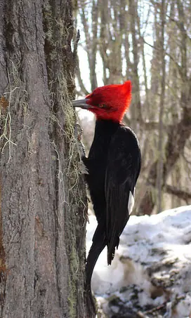¿Cómo es que no se rompen el cuello los pájaros carpinter