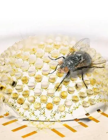 Una nueva cámara digital imita los ojos de los insectos