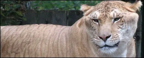 Animales híbridos reales (mezclas)