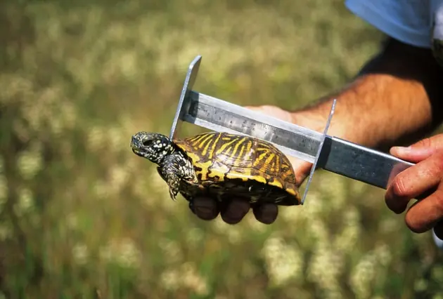 Los 10 animales más grandes del mundo