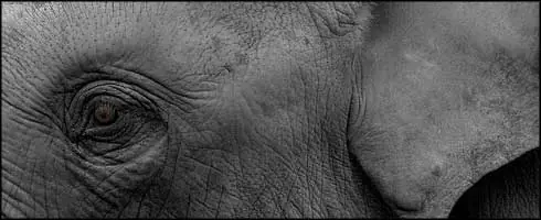 Las 10 principales especies en peligro de extinción [>&g