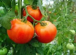 Como Cultivar Tomates