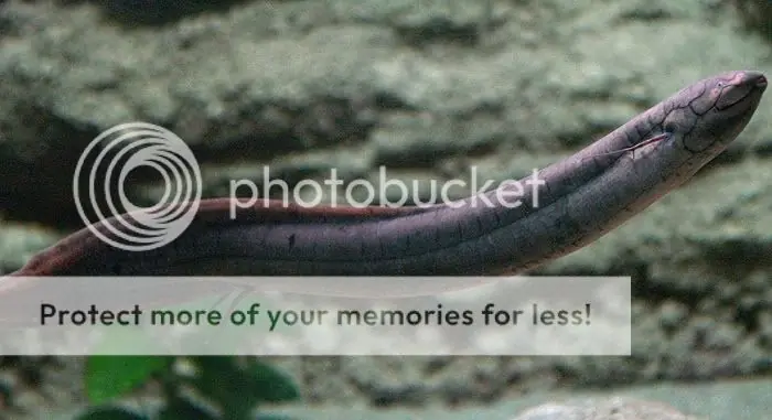 Peces pulmonados, el paso del agua a la tierra