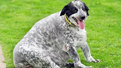 perro de 58 kilos el si se comió todo el caldillo