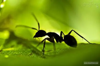 Los animales más extraños de nuestra era