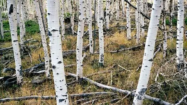 Los 10 Seres Vivos más Viejos del Mundo