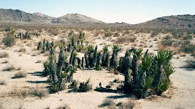 Los 10 Seres Vivos más Viejos del Mundo