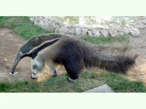 Animales