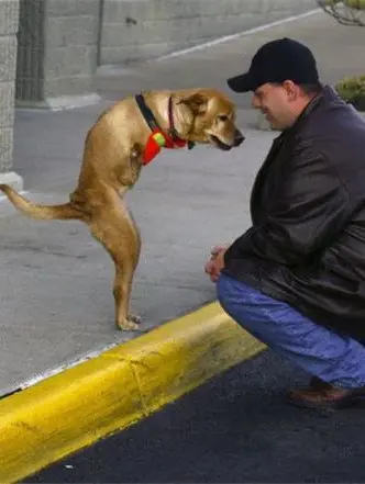 perro sin dos patas delanteras,Puede caminar (video)