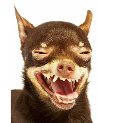 Animales