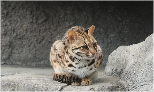 El gato de Bengala...