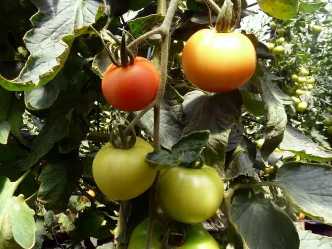 La luz ultravioleta incrementa antioxidantes en tomates
