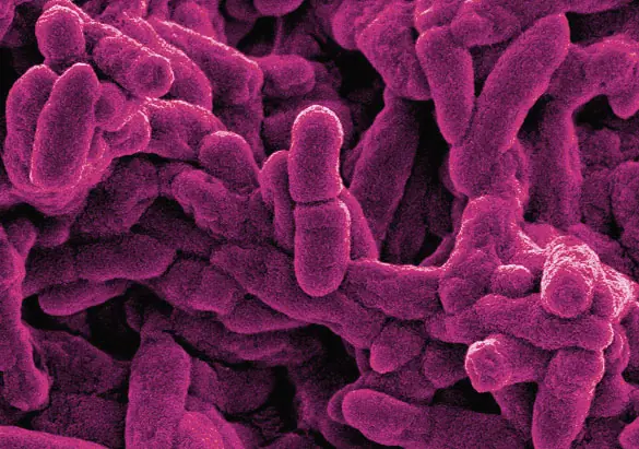 Microbios que producen plásticos biodegradables