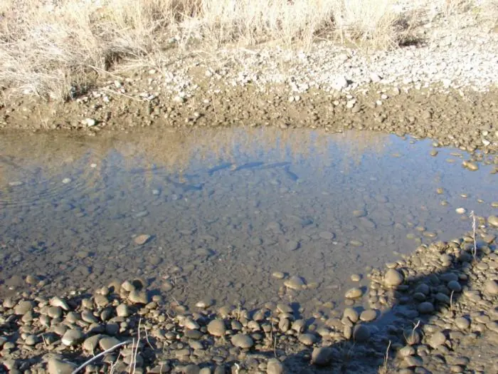 Daño ecologico por manejo de represas (Neuquen)