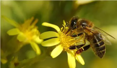 Se nos mueren las abejas