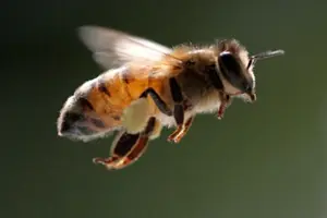 Curiosidades de las abejas -