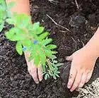 Planta un árbol.