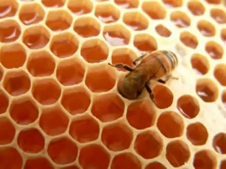 Porque las abejas hacen panales con hexagonos?