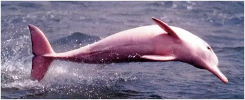 El Delfín rosado en peligro de extinción