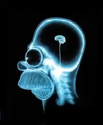 El cerebro humano - hemisferios.